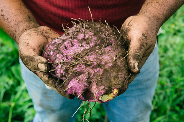 agroecologia-bosque-comestible-tuberculo-las-canadas