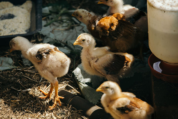 agroecologia-produccion-de huevo-recria-las-canadas