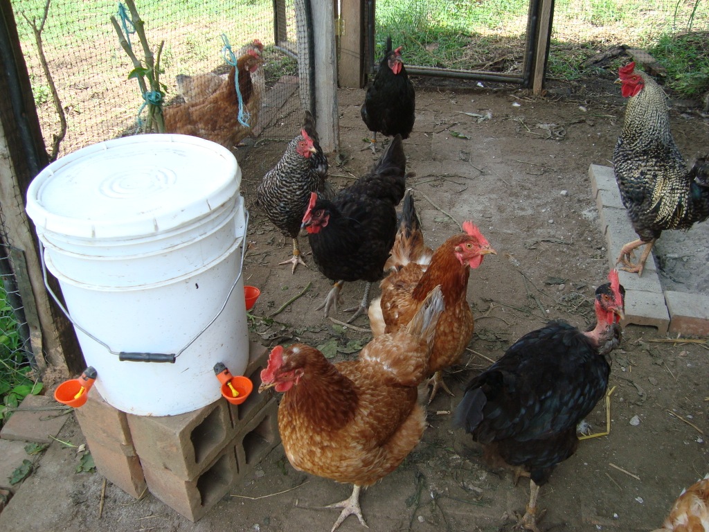 curso-gallinas-produccion-agroecologica-de-huevo-las-canadas-5