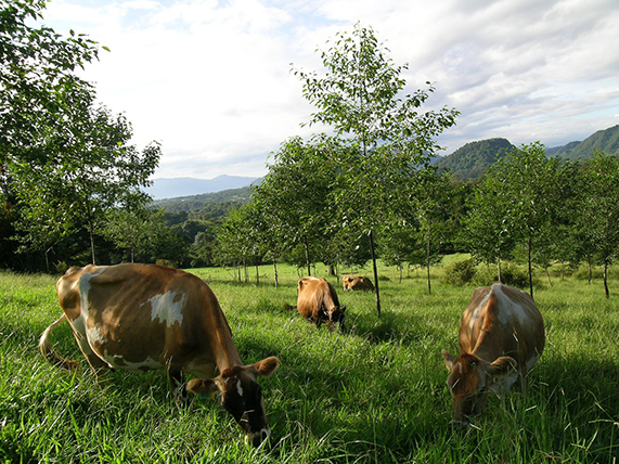 Vacas jersey, pasto estrella e ilites (Alnus acuminata)