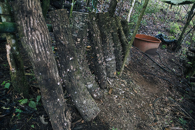 Curso_cultivo_hongos_shiitake_troncos (13)