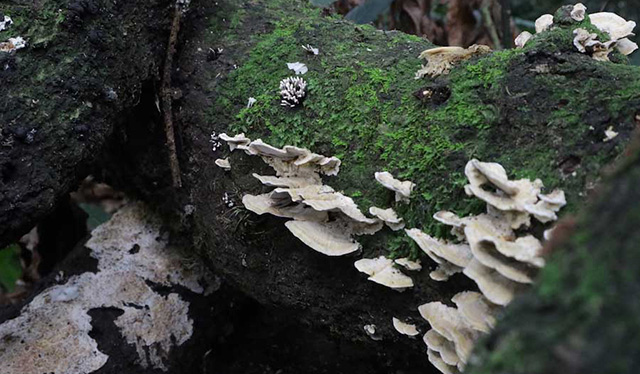cultivo_hongo_shiitake-troncos_las_canadas_agrobosque_1
