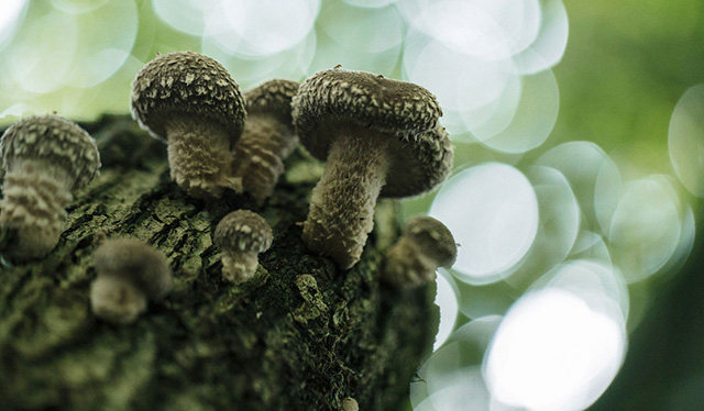 cultivo_hongo_shiitake-troncos_las_canadas_agrobosque_12