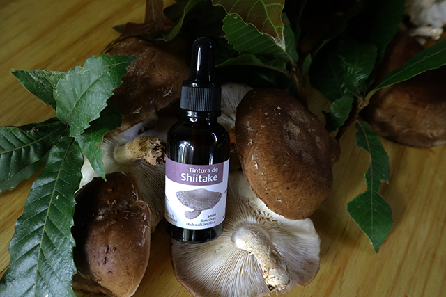 doble-extracto-shiitake-bosquedeniebla-en-troncos-encino