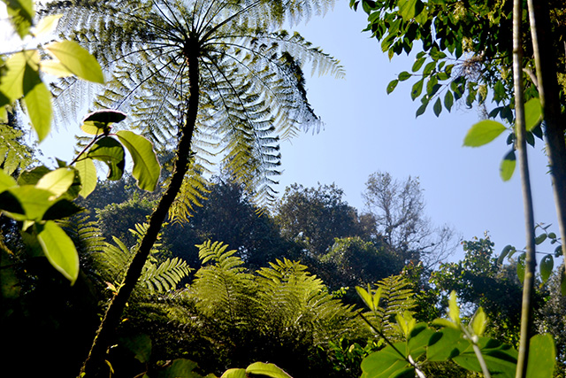 helechos-arborescentes-tree-ferns-venta-legal-(1)