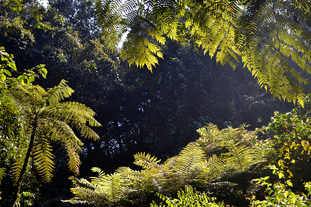 helechos-arborescentes-tree-ferns-venta-legal-(2)