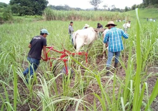 lakassine-rancho-sanricardo-oaxaca