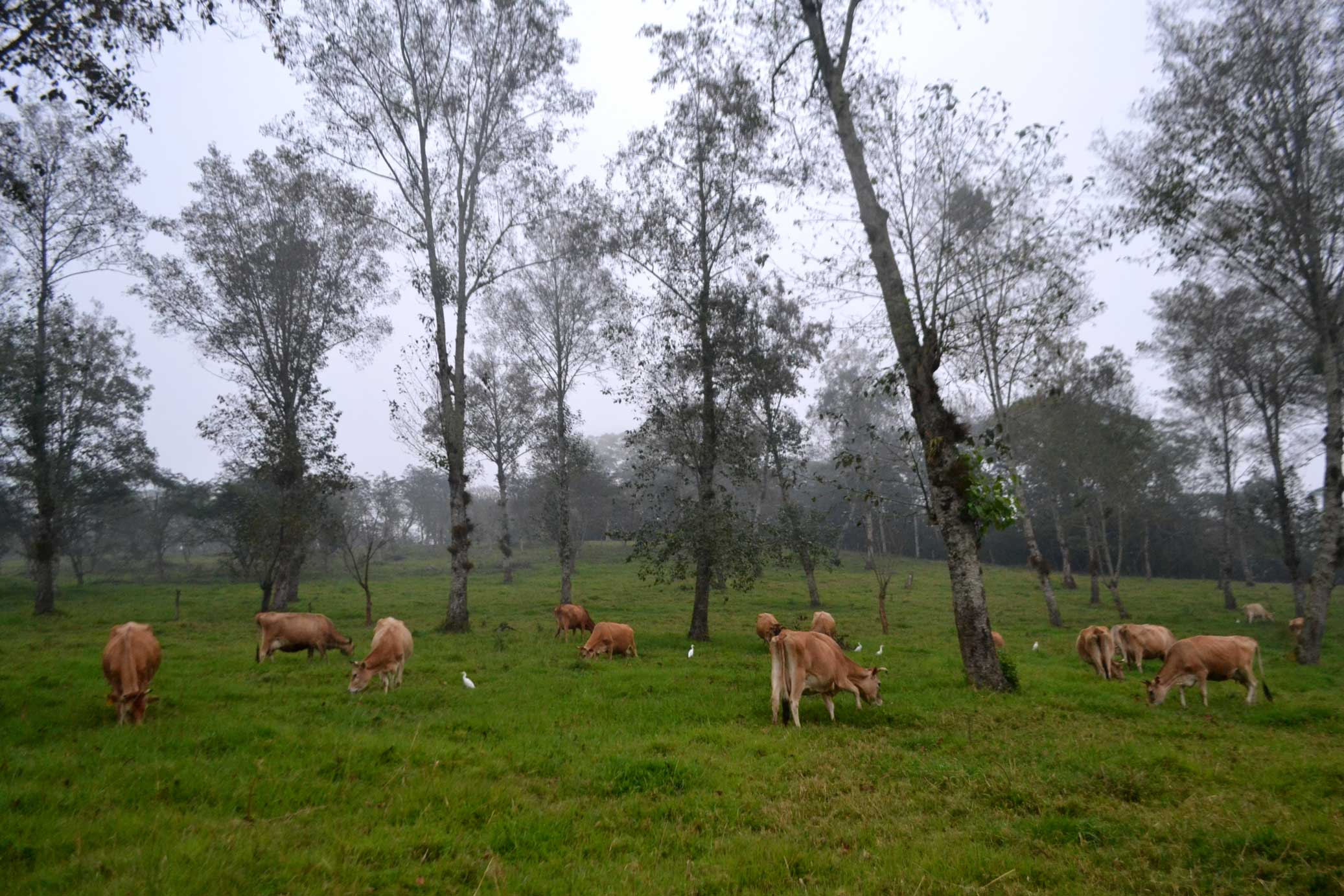 curso-sistema-silvopastoreo-voisin-las-canadas-sprv-2