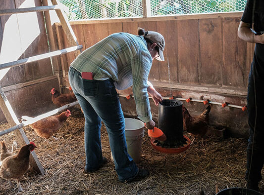 gallinas-2024 (7)