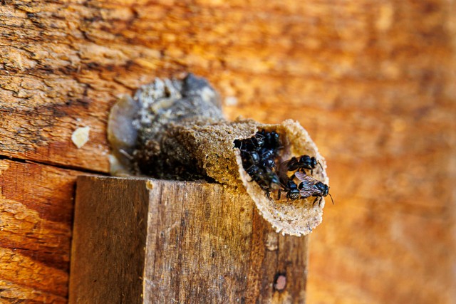 abejas-nativas-las-canadas-bosque-de-niebla-1