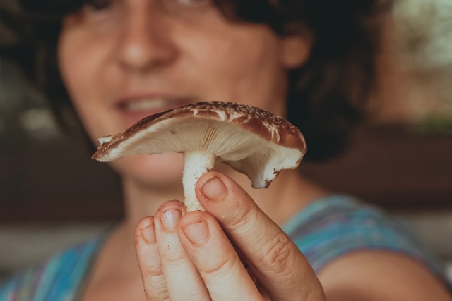 agrobosque-hongo-shiitake-las-canadas-bosque-de-niebla-1