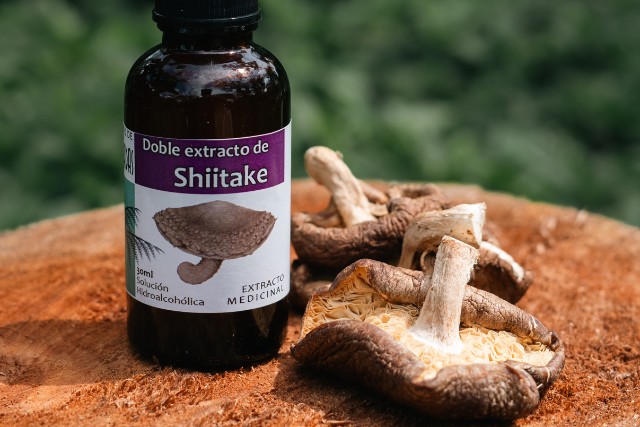 agrobosque-hongo-shiitake-las-canadas-bosque-de-niebla-4
