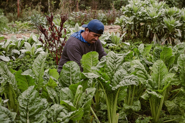 alimentos-sanos-salud-y-espiritualidad-las-canadas-bosque-de-niebla