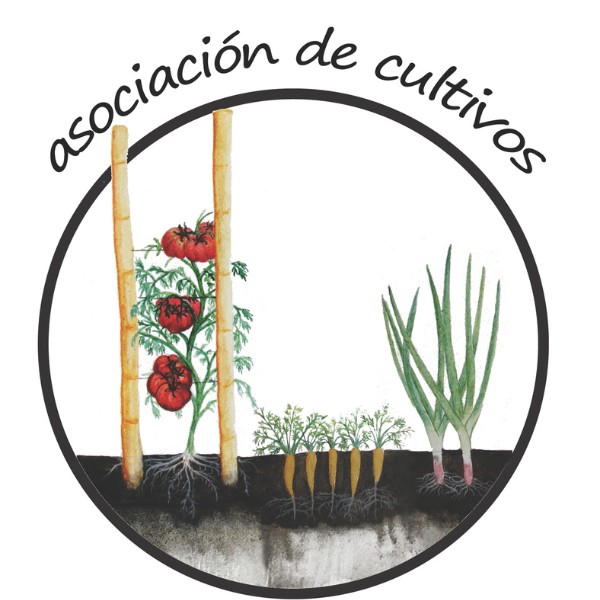 4-asociacion-y-rotacion-de-cultivos-huerto-biointensivo-las-canadas-bosque-de-niebla