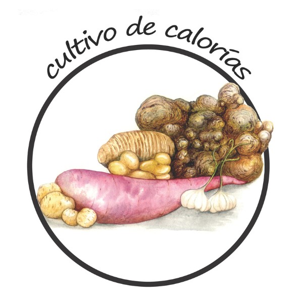 6-cultivos-de-alta-densidad-calorica-huerto-biointensivo-las-canadas-bosque-de-niebla
