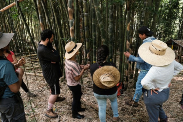 bambu-2-las-canadas-bosque-de-niebla