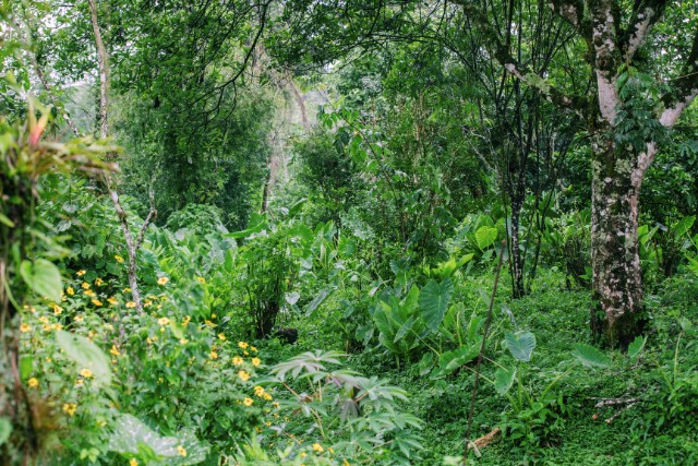 bosque-comestible-1-las-canadas-bosque-de-niebla-3