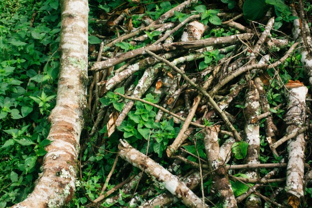 bosque-comestible-7-las-canadas-bosque-de-niebla