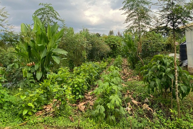 huerto-agroforestal-1-las-canadas-bosque-de-niebla