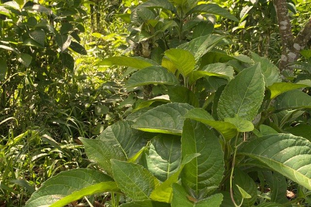 huerto-agroforestal-nacedero-las-canadas-bosque-de-niebla