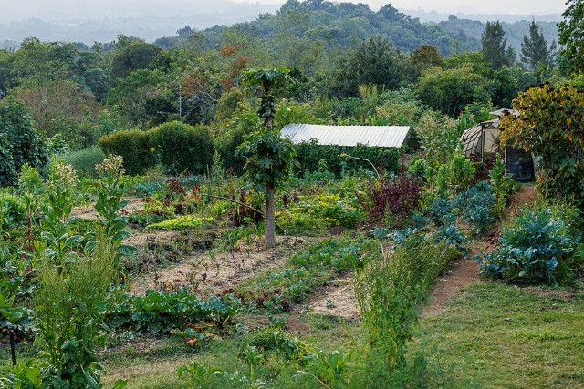 huerto-hortalizas-las-canadas-bosque-de-niebla