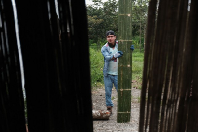 preservacion-del-bambu-1-las-canadas-bosque-de-niebla