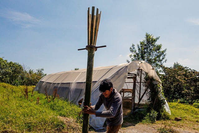 preservacion-del-bambu-2-las-canadas-bosque-de-niebla