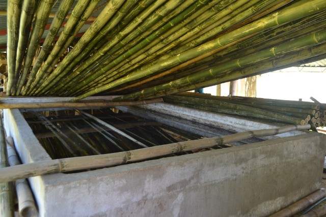 preservacion-del-bambu-9-las-canadas-bosque-de-niebla