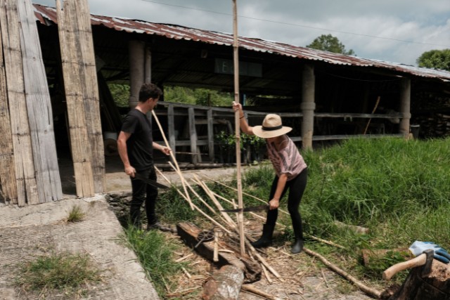 preservacion-del-bambu-latilla-las-canadas-bosque-de-niebla