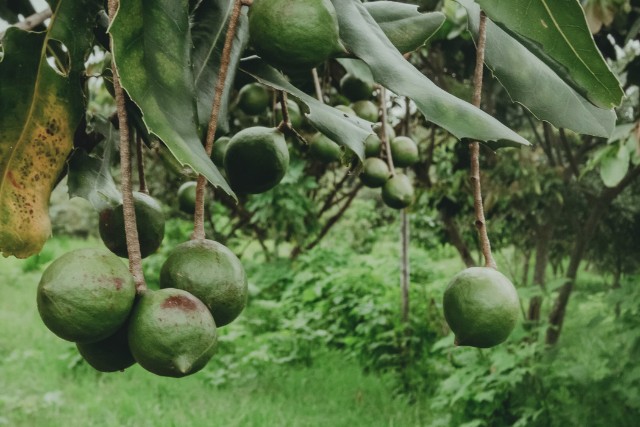 saf-macadamia-y-borregos-las-canadas-bosque-de-niebla-3