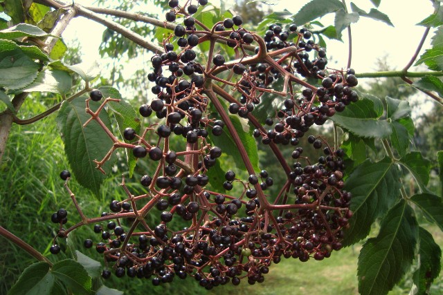 salud-natural-3-las-canadas-bosque-de-niebla