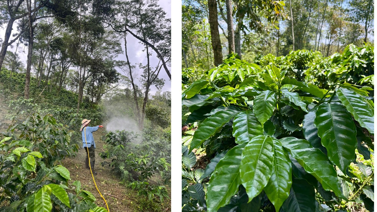 Experiencia_de_cafe (3)