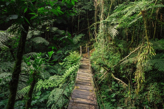 conservación-bosque-de-niebla-2-las-canadas