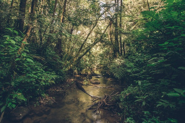 conservación-bosque-de-niebla-3-las-canadas
