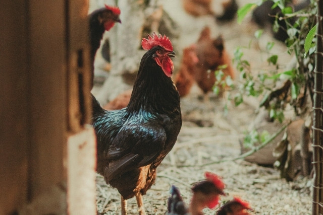 experiencia de vida regenerativa 5