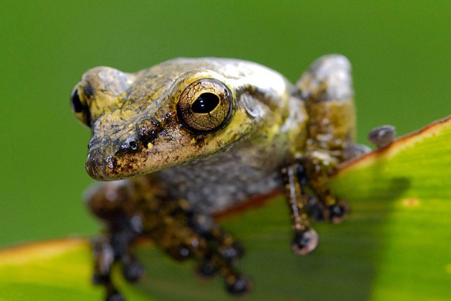 fauna-anfibios-2-bosque-de-niebla-las-canadas