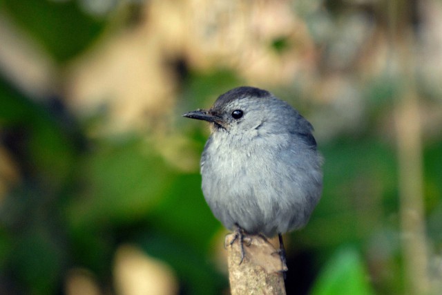 fauna-aves-4-bosque-de-niebla-las-canadas