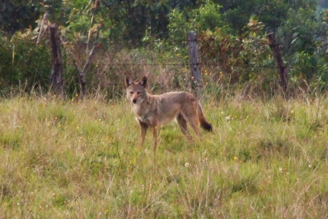 fauna-coyote-las-canadas-bosque-de-niebla