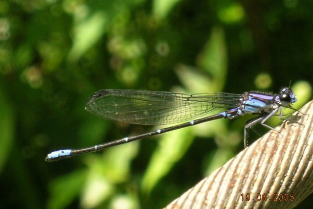 fauna-libelula-las-canadas-bosque-de-niebla