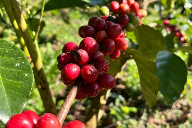 Somos un centro de Agroecología y Permacultura en Veracruz