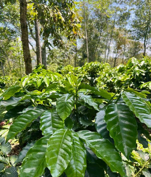 Somos un centro de Agroecología y Permacultura en Veracruz