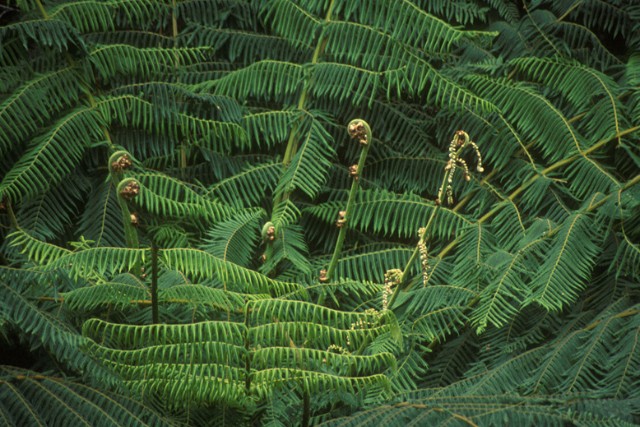 flora-bosque-de-niebla-helechos-arborescentes