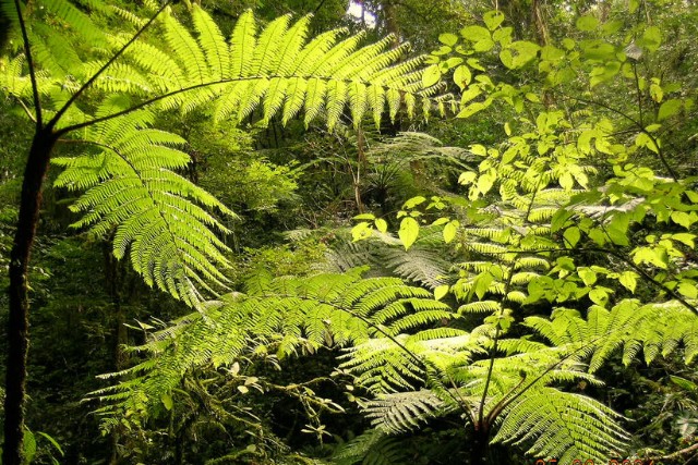 flora-bosque-de-niebla-las canadas