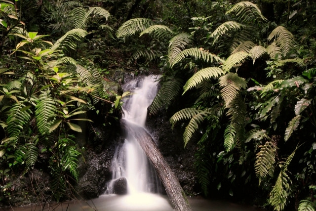 turismo-regenerativo-cascada-las-canadas-bosque-de-niebla