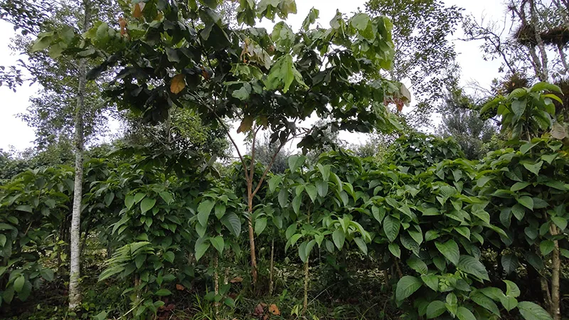 ganaderia-regenerativa-tropical (12)